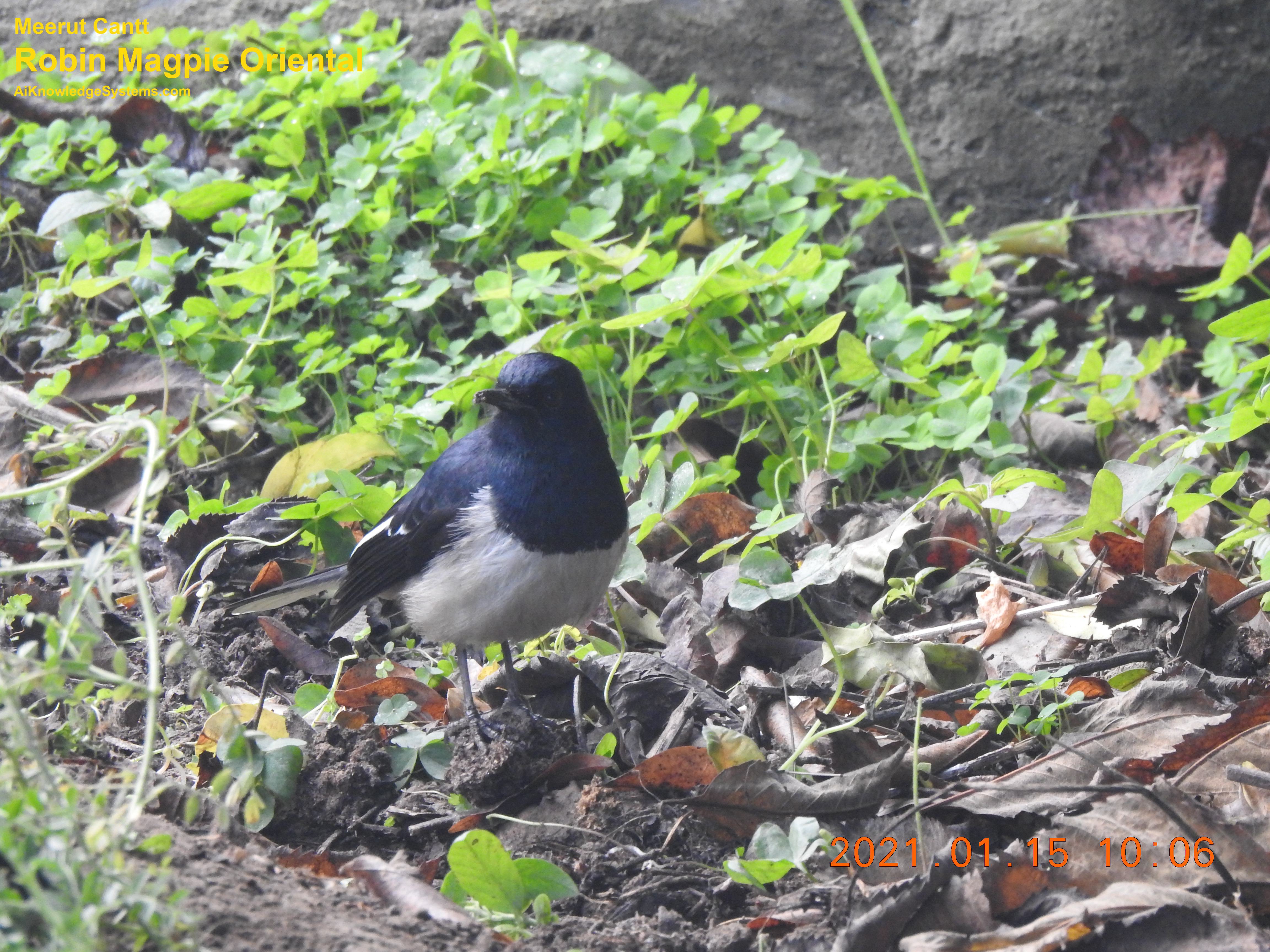 Magpie Robin (99) Coming Soon